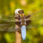 A dragonfly with its two large outstretched wings present.