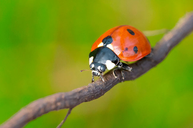 An image of a ladybug.