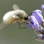 A photo of a bee fly on a flower.