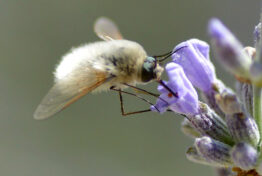 A photo of a bee fly on a flower.