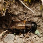 A photo of a brown cricket/