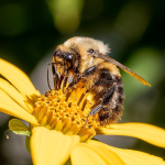 A photo of a bumblebee on a yellow flower.