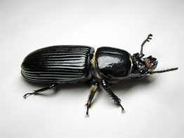 A photo of a bess beetle.