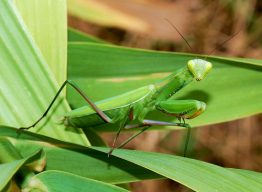 A photo of a Praying Mantis sitting on a leaf.
