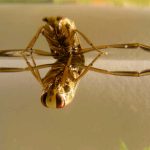 A photo of a A Notonectidae on the surface of the water.