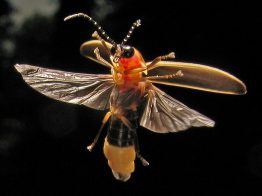 A photo of a firefly.