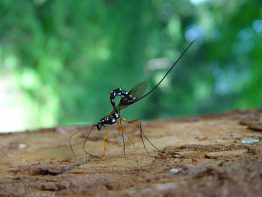 A photo of an ichneumon wasp.