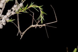 A photo of a walkingstick bug.