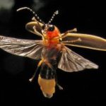 A photo of a firefly against a black background.