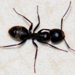 A photo of a black carpenter ant.
