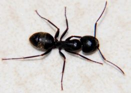 A photo of a black carpenter ant.
