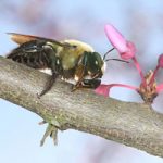 A photo of a carpenter bee on a tree branch.