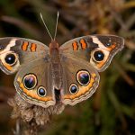 A photo of a common buckeye butterfly.