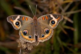 A photo of a common buckeye butterfly.