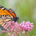 A photo of a monarch butterfly.