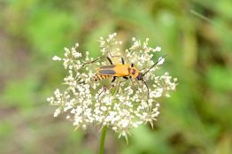 A photo of a soldier beetle on a flower.