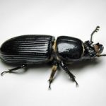 A photo of a Bess Horned Beatle.