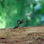 A photo of an ichneumon wasp on branch.