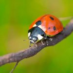 An image of a ladybug on a branch.