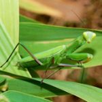 A photo of a praying mantis sitting on a leaf.