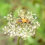 A photo of a soldier beetle sitting on a flower.