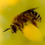 A photo of a squash bee.