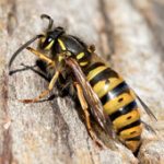 A photo os a vespid wasp.