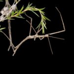 A photo of a walkingstick.