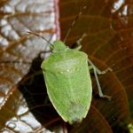 A photo of a stink bug.