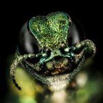 A photo of an Emerald Ash Borer insect